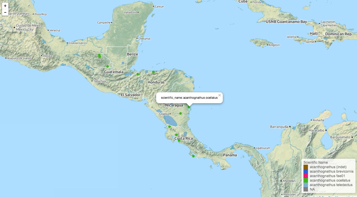 Distribution of long trap-jaw ants in Central and South America